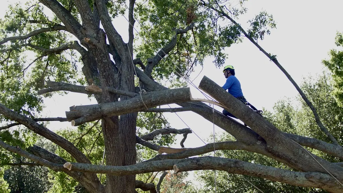 Professional Hazardous Tree Removal performed by certified arborists in Myrtle Beach